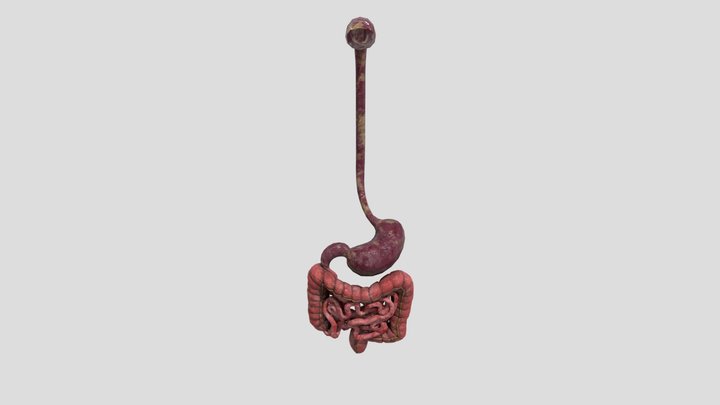 Digestive System | Human Anatomy 3D Model