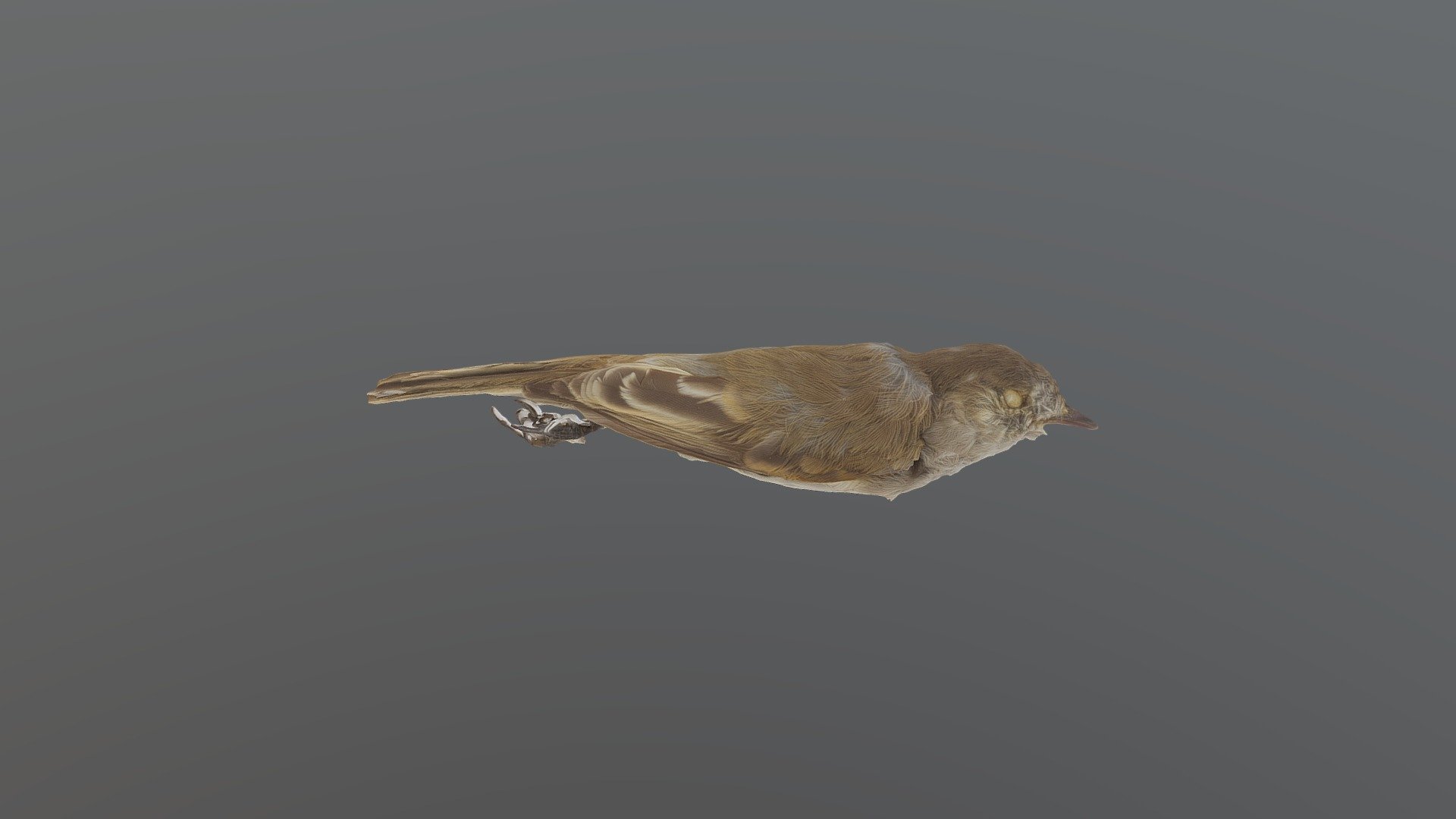 Mouse-colored Tyrannulet - Phaeomyias murina