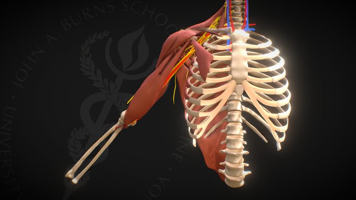 Biceps brachii 3D Model