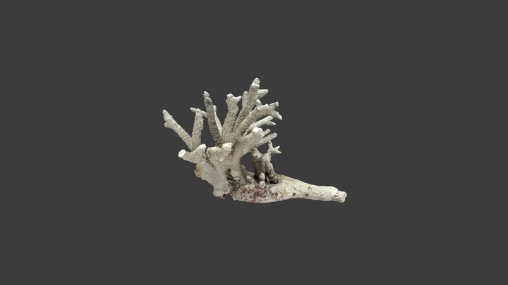 Acropora cervicornis – Modello 3D gratuito STL