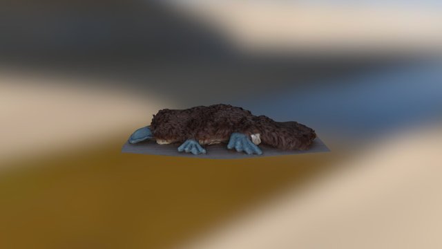 The Platypus 3D Model