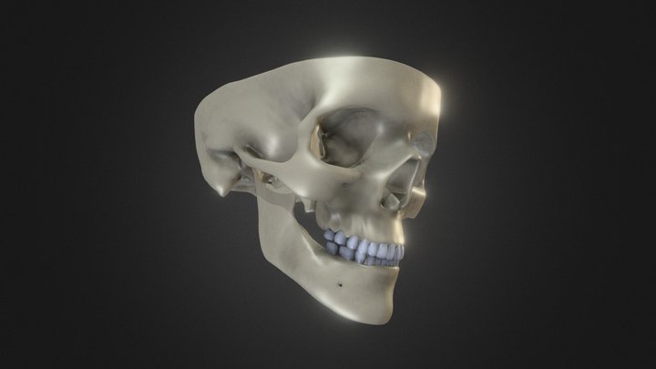 Skull - 3D Print model 3D Model