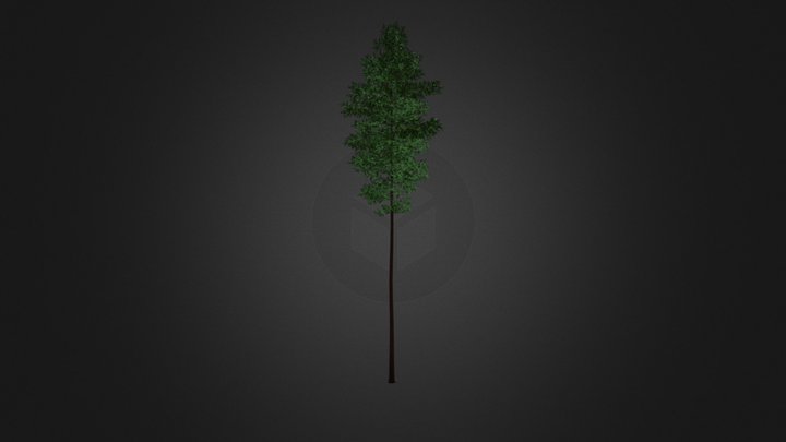 Scots Pine Tree (Pinus sylvestris) 27.6m 3D Model