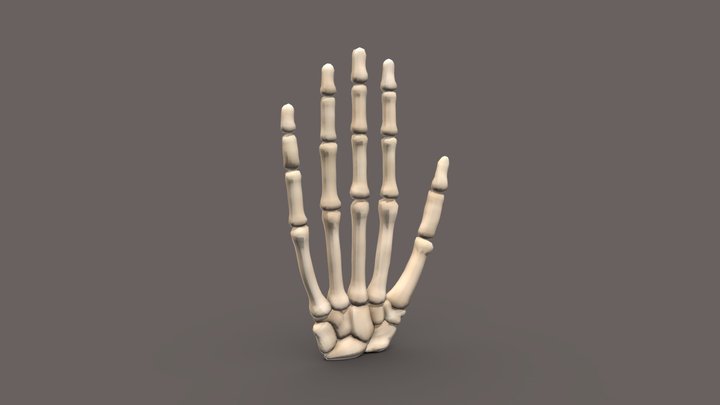Hand Bones 3D Model