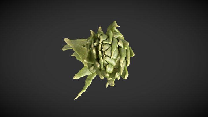 Asteroxylon mackiei 3D Model
