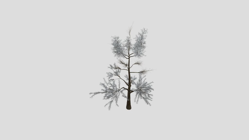 Sj Forest Dew Pine Tree