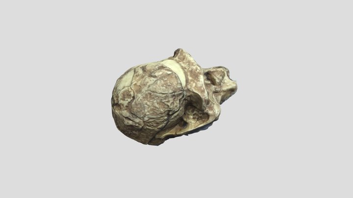 Australopithecus Africanus FINAL 3D Model