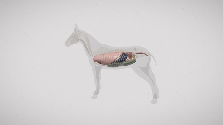 Horse inner organs 3D Model