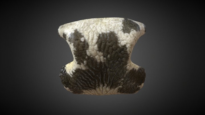 Polygonal pattern of folds - cow nose 3D Model
