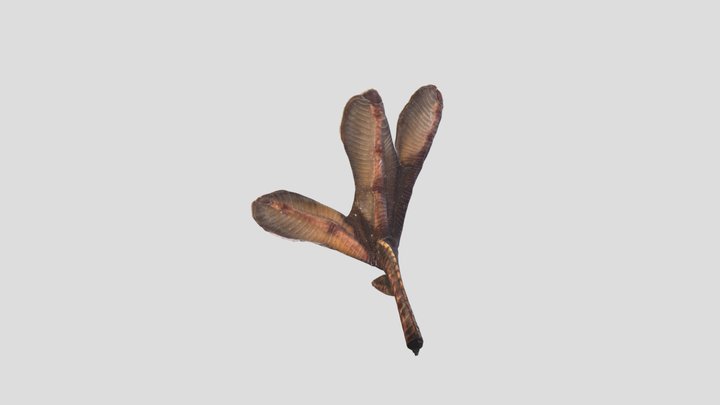 アカエリカイツブリ足 Red-necked Grebe foot 3D Model
