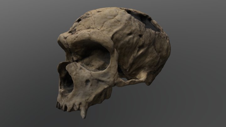 Homo neanderthalensis Cranium 3D Model