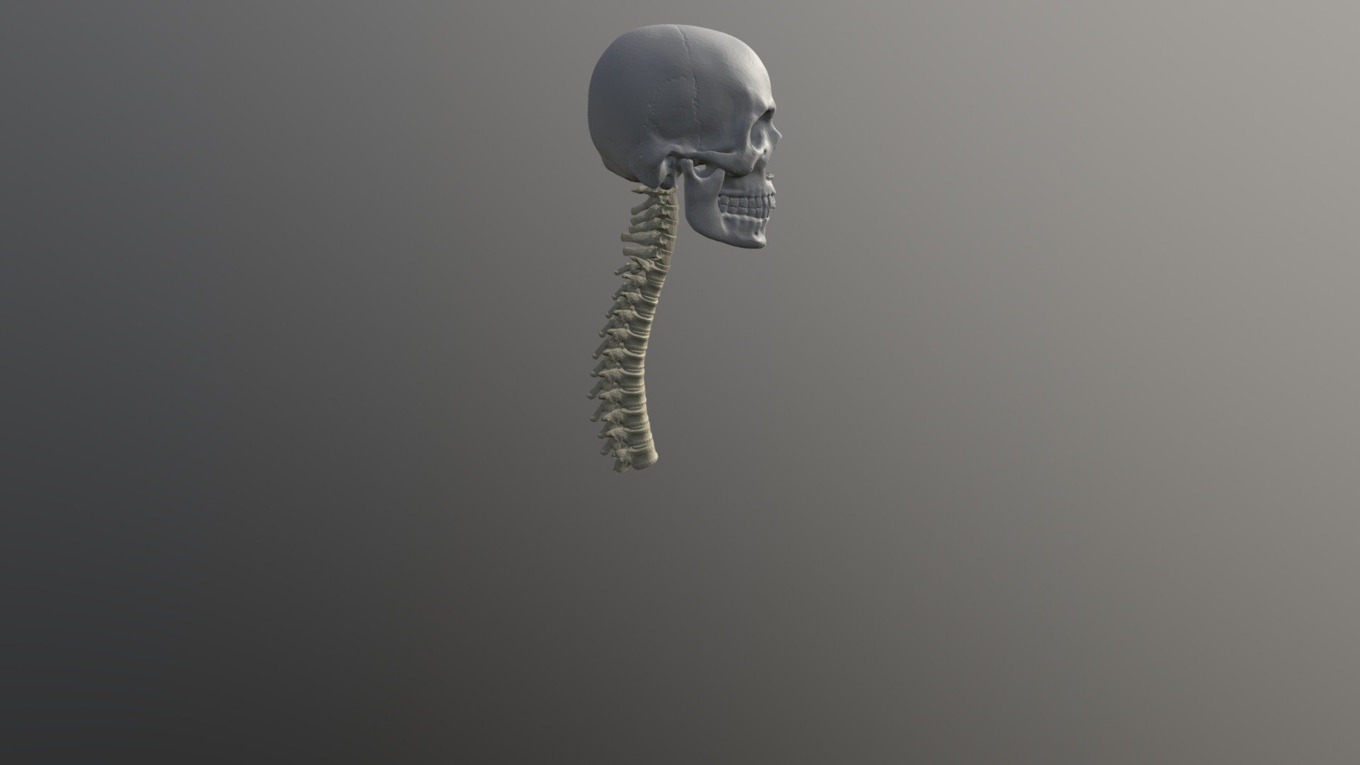 X-Ray Skeleton
