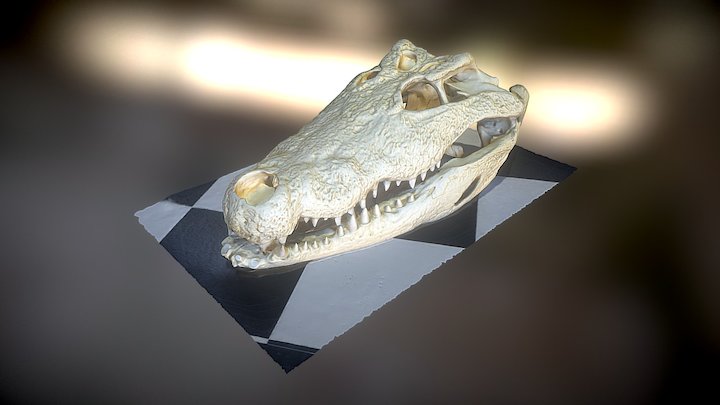 Nile crocodile