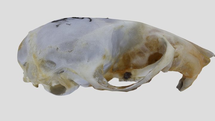 UWYMV:Mamm:528, R. megalotis, Crania – Free 3D Model STL