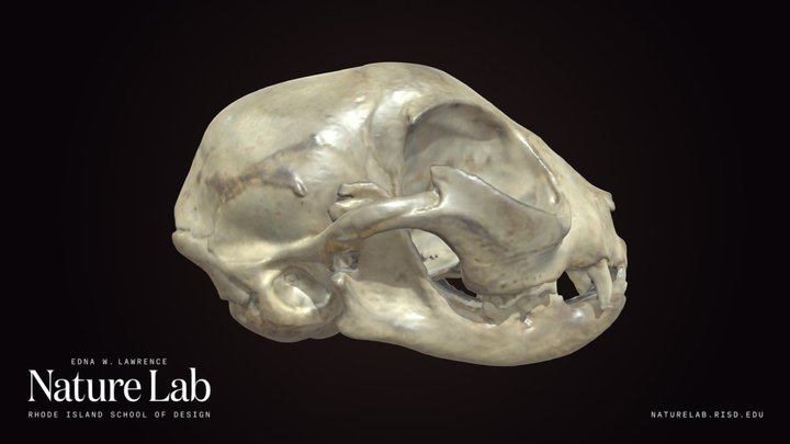 Domestic Cat – Modelo 3D gratuito STL