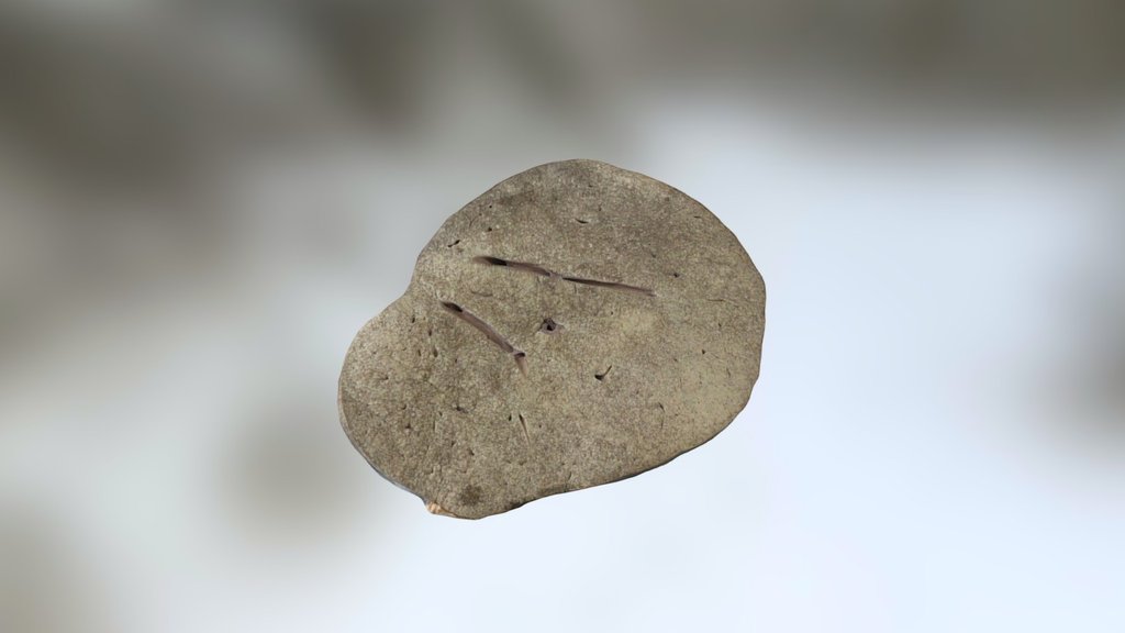 liver