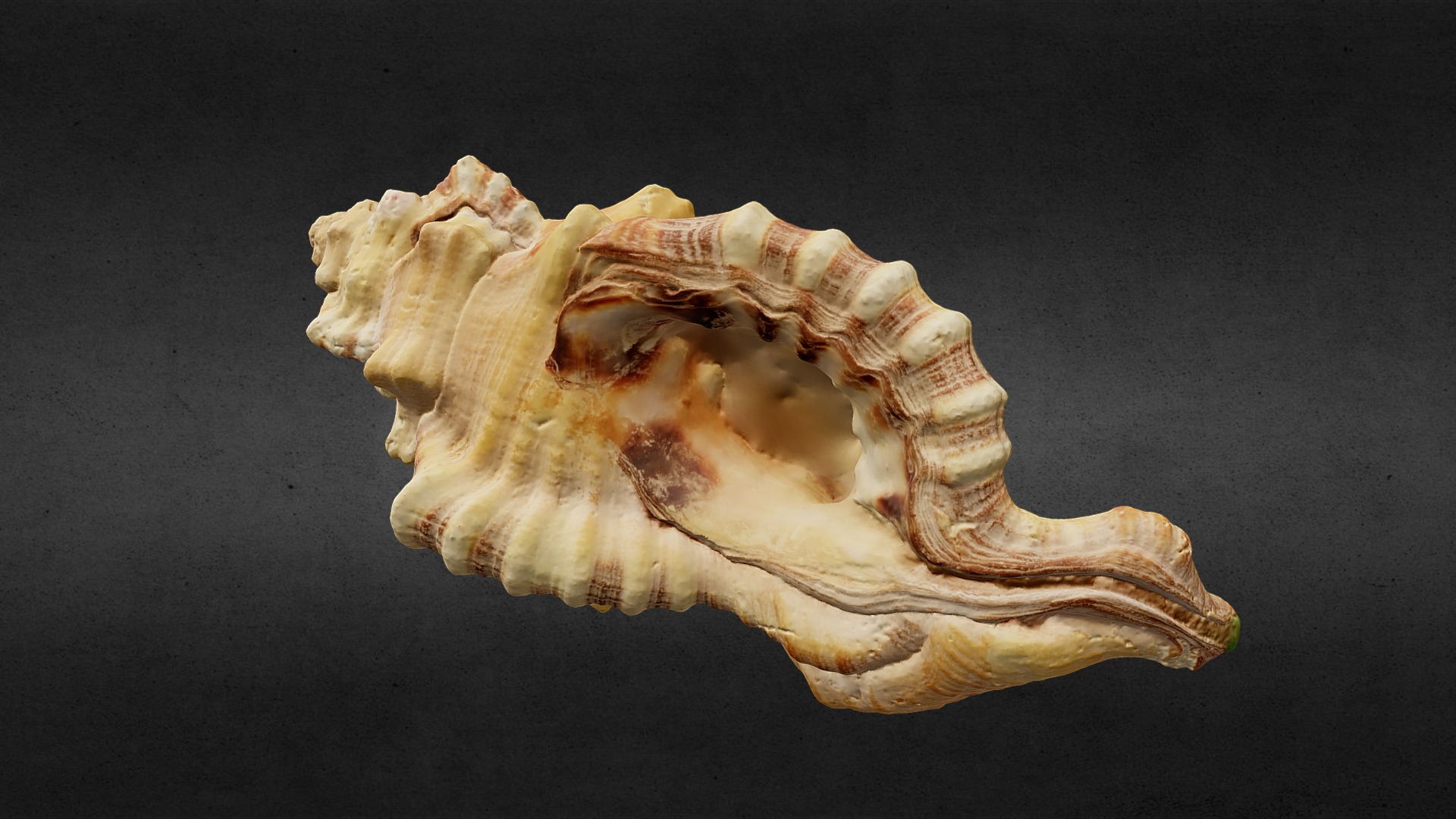 3D model Sea Shell - This is a 3D model of the Sea Shell. The 3D model is about a close-up of a seashell.