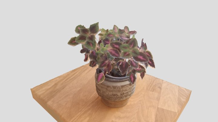 Pot with flowers