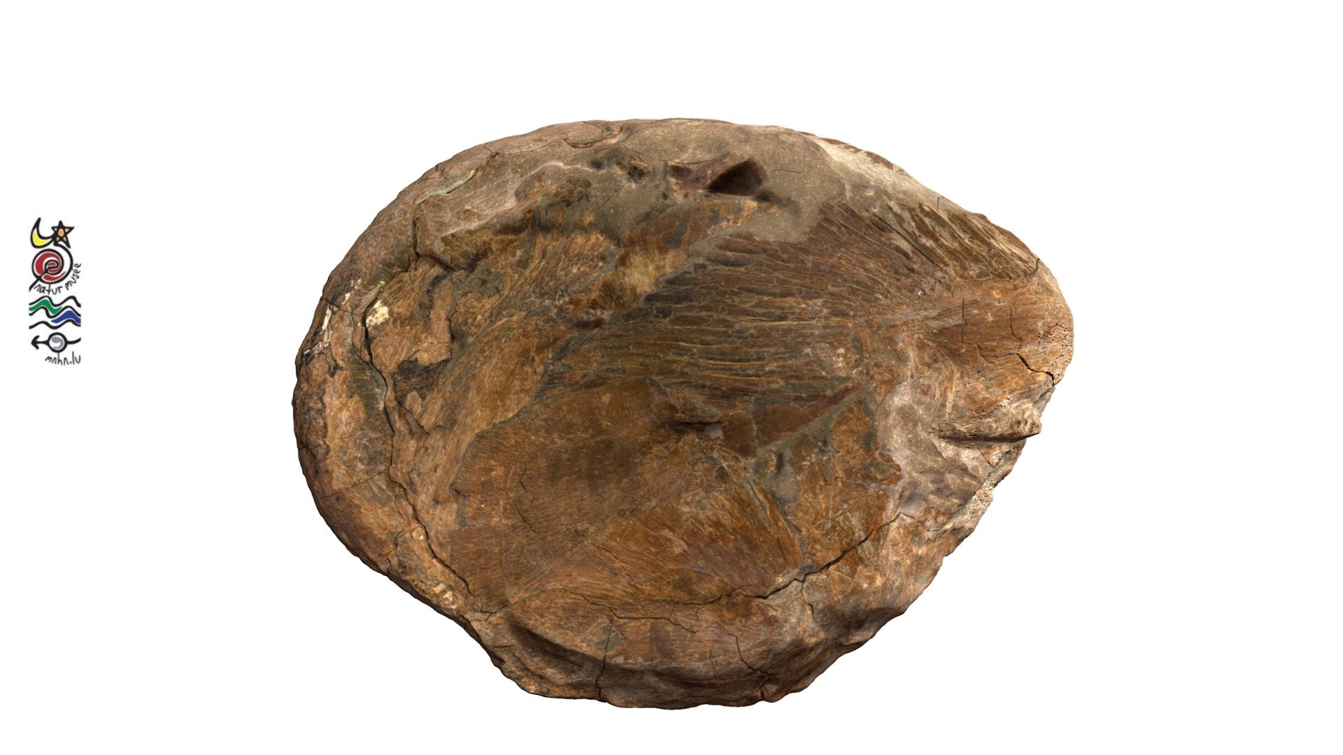 Saurostomus TU940