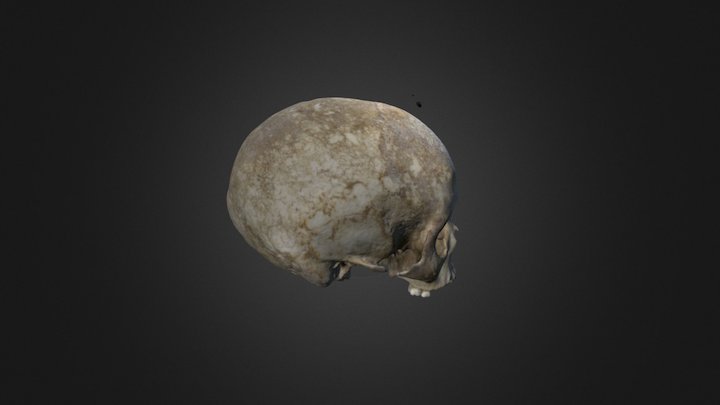 Cranium1 3D Model