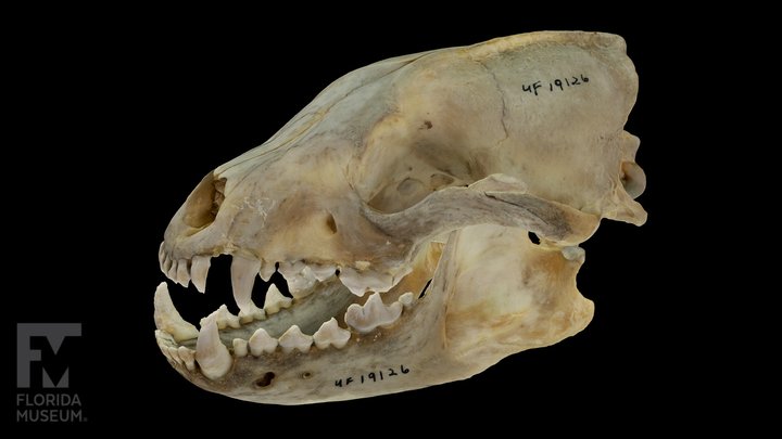 Bush dog skull and mandible (UF 19126) 3D Model