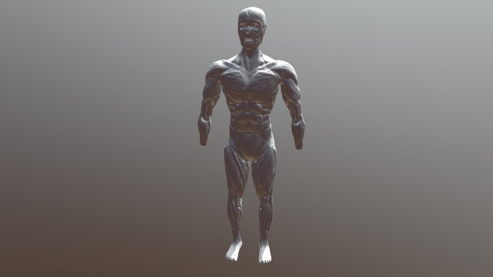 Human muscles (practice) 3D Model