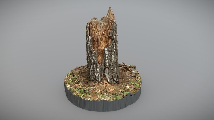 silver birch - 3D model by Jamlu69 [74450e8] - Sketchfab