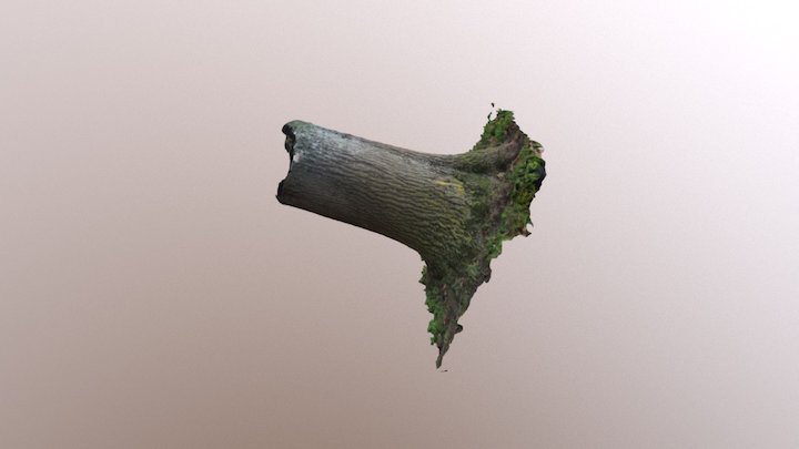 Tree 1 3D Model