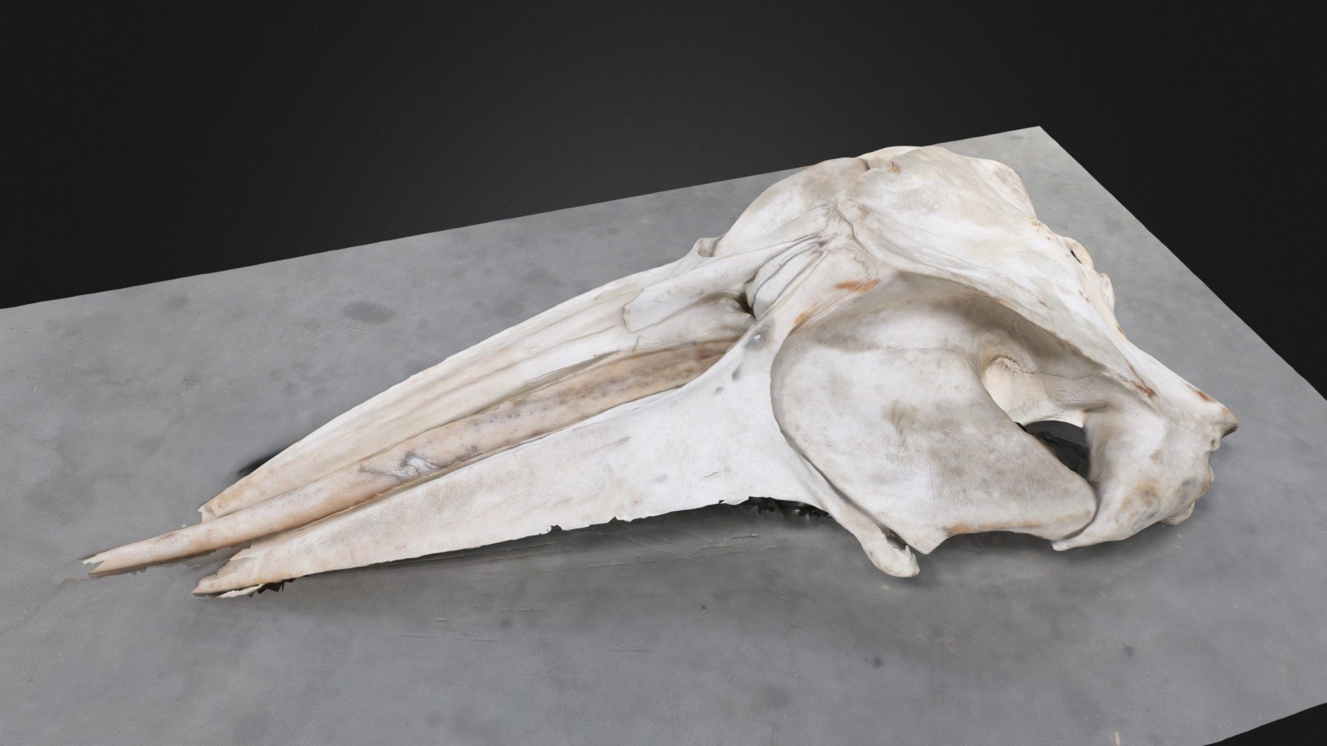 Minke Whale Skull - 3D model by Amy Scott-Murray (@amyscottmurray ...