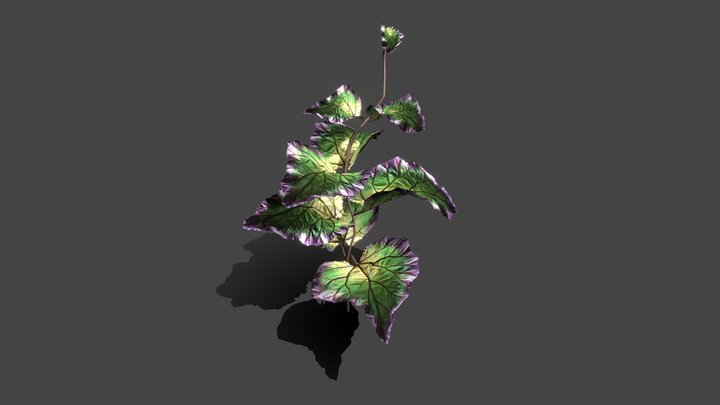 Plant tropic 3D Model