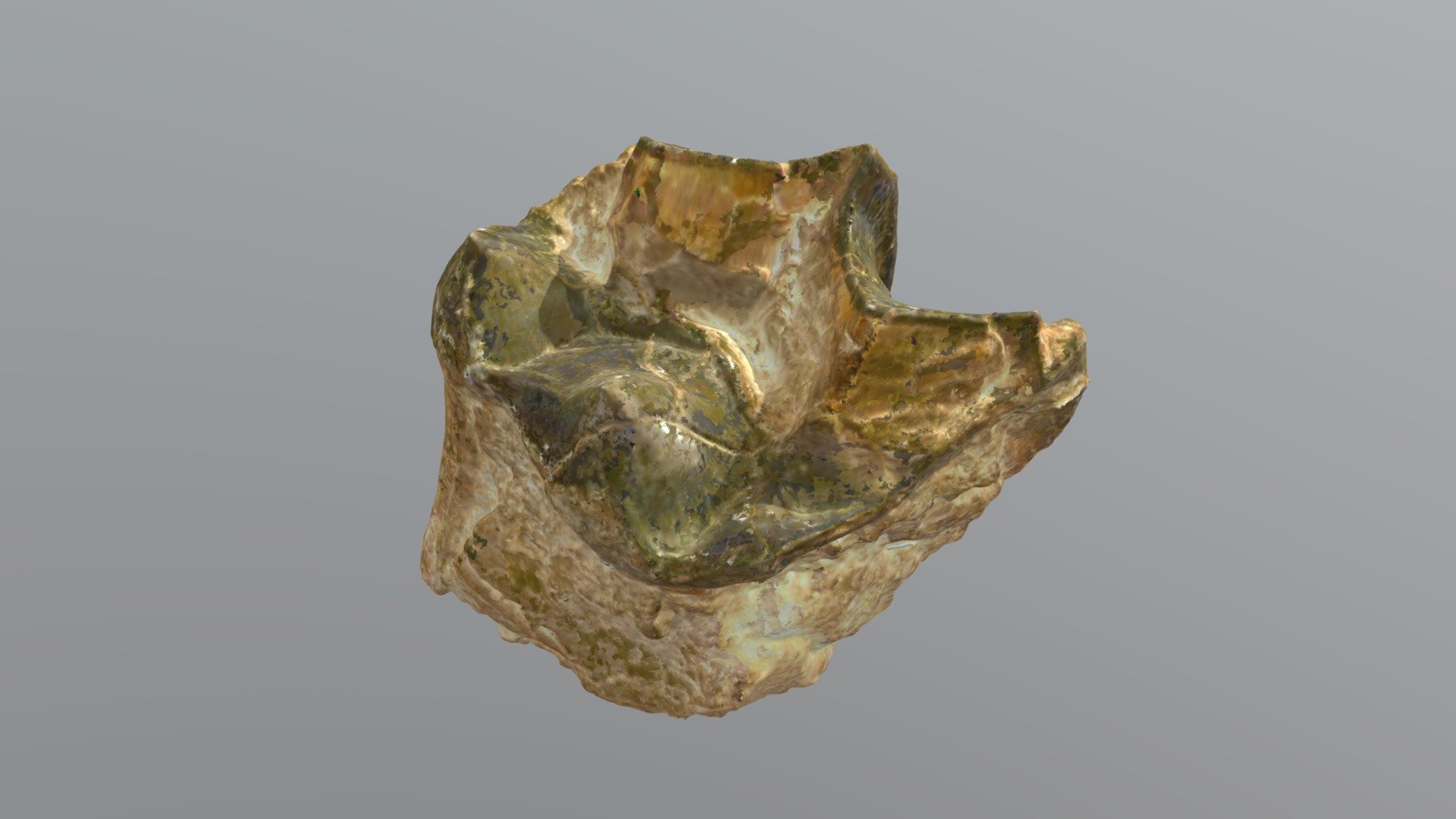 Titanothere Molar (VCU_3D_4299)