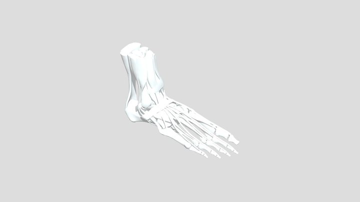 The Human Foot (Right) 3D Model