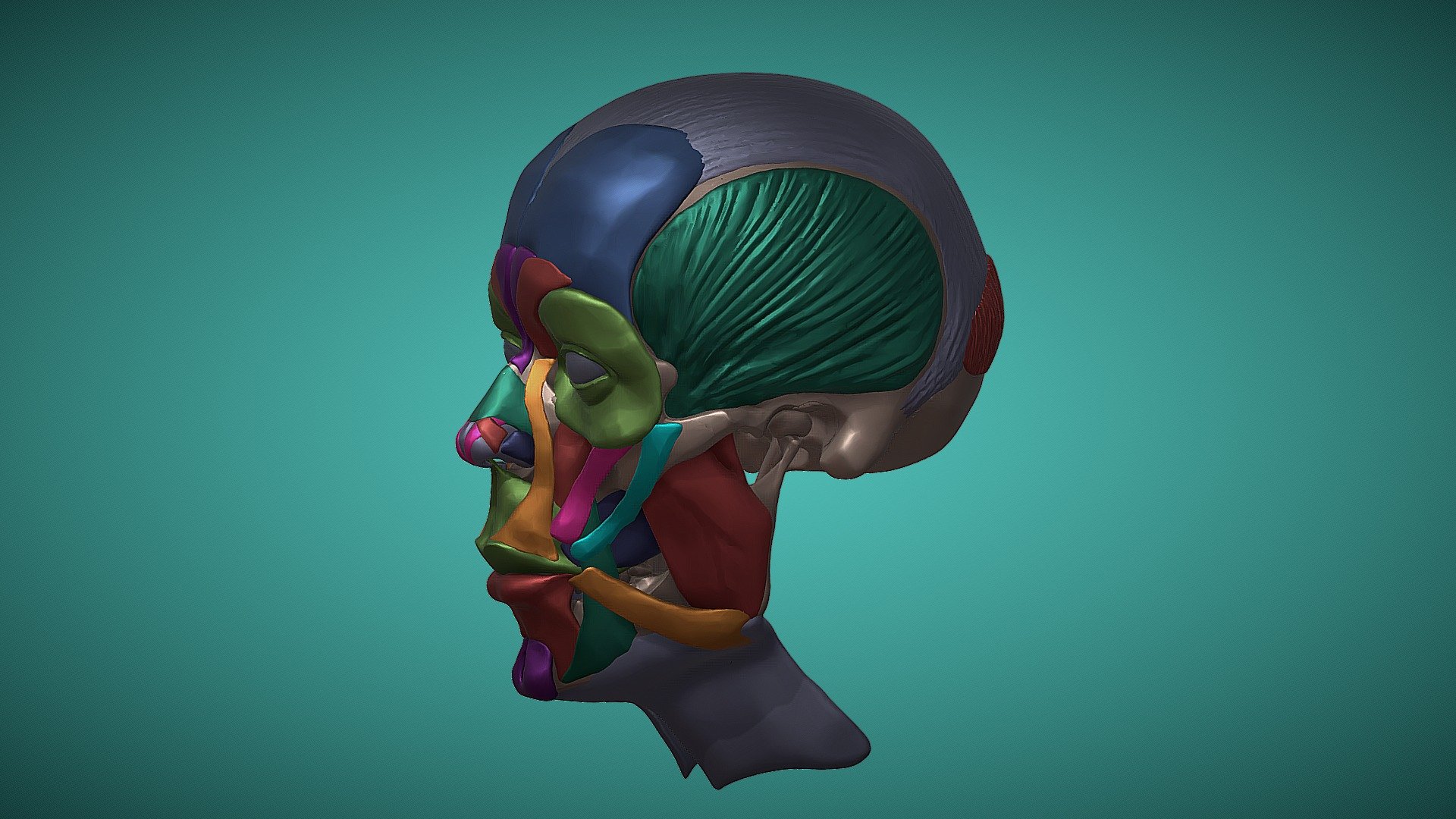 Muscles free 3D model
