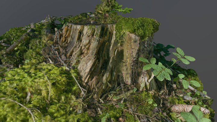 Aged mossy tree stump – Modello 3D gratuito STL
