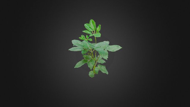 Plant many-big-leaf 160121 3D Model