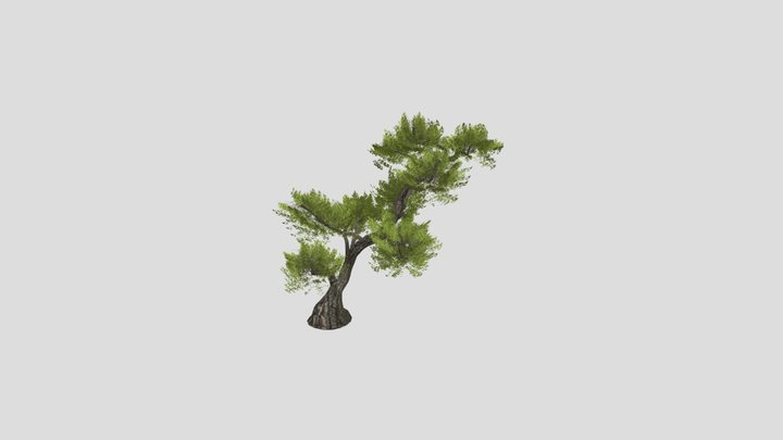 Japanese Black Pine 3D Model