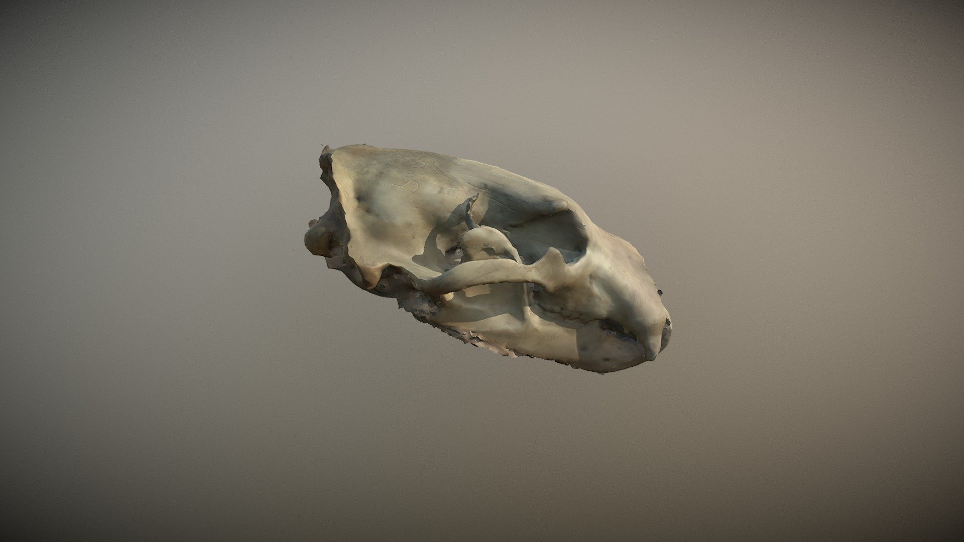 Polar Bear Skull - 3D - 3D model by laceyazura [f0ccf4b] - Sketchfab