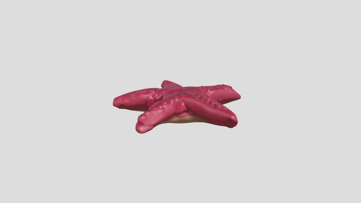 star fish 12 – Free 3D Model STL