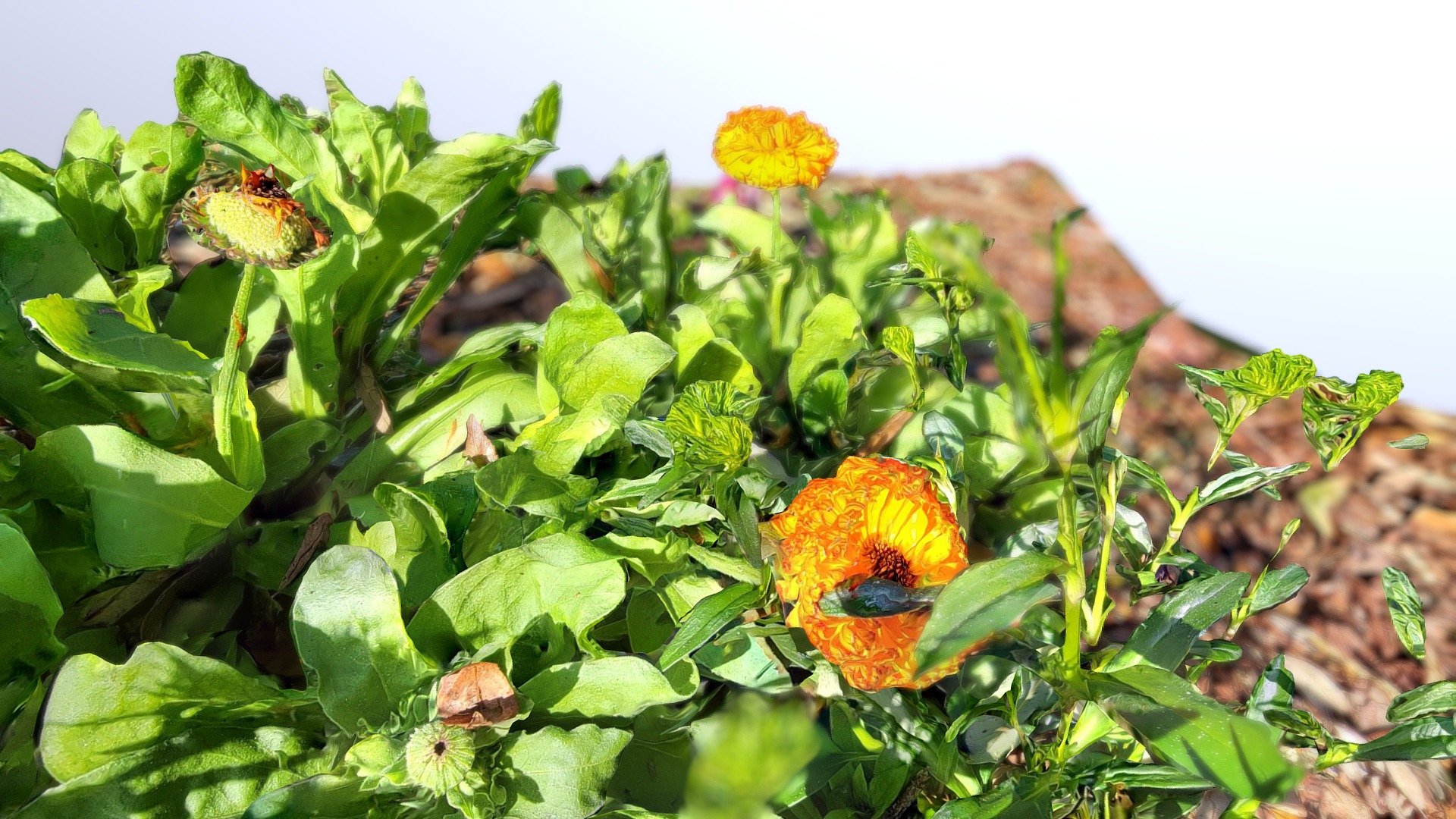 Flowers