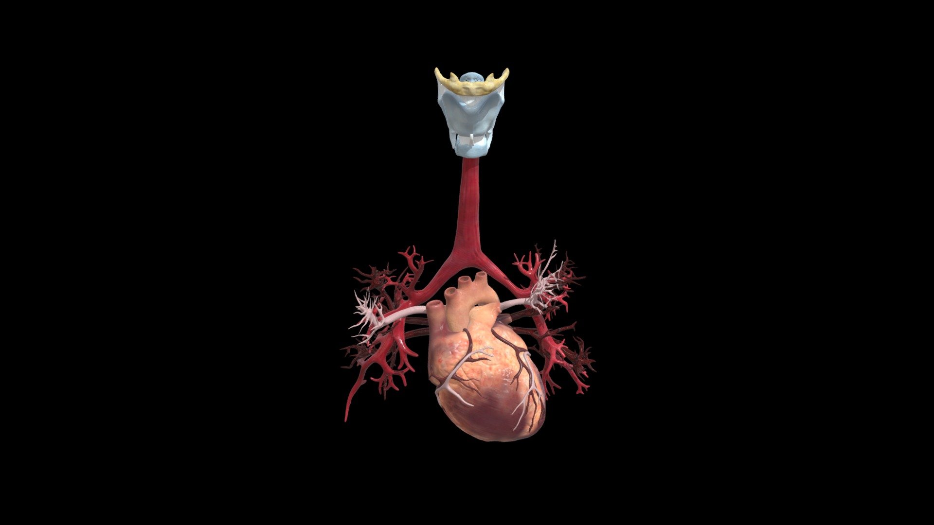 Adult Heart And Bronchial Airways Animated 3d Model By Education Resource Fund Bobsmusail