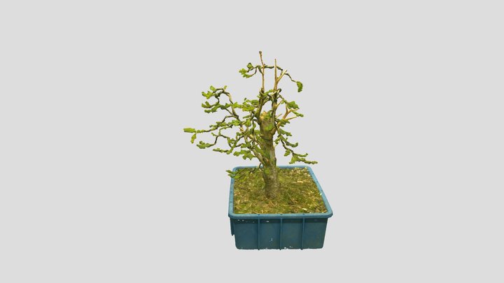 Spruce Bonsai – Free 3D Model STL