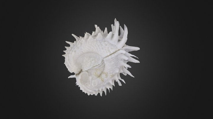 Bivalvia: Arcinella cornuta (PRI 44151) – Modello 3D gratuito STL