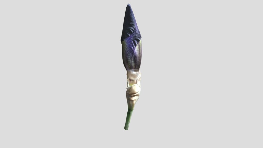 Bearded Iris Bud Kiri Canon R7 mask
