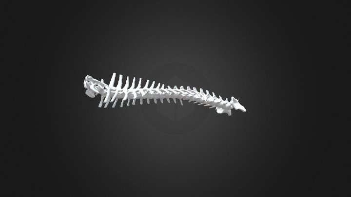 Dachshund Spine 3D Model