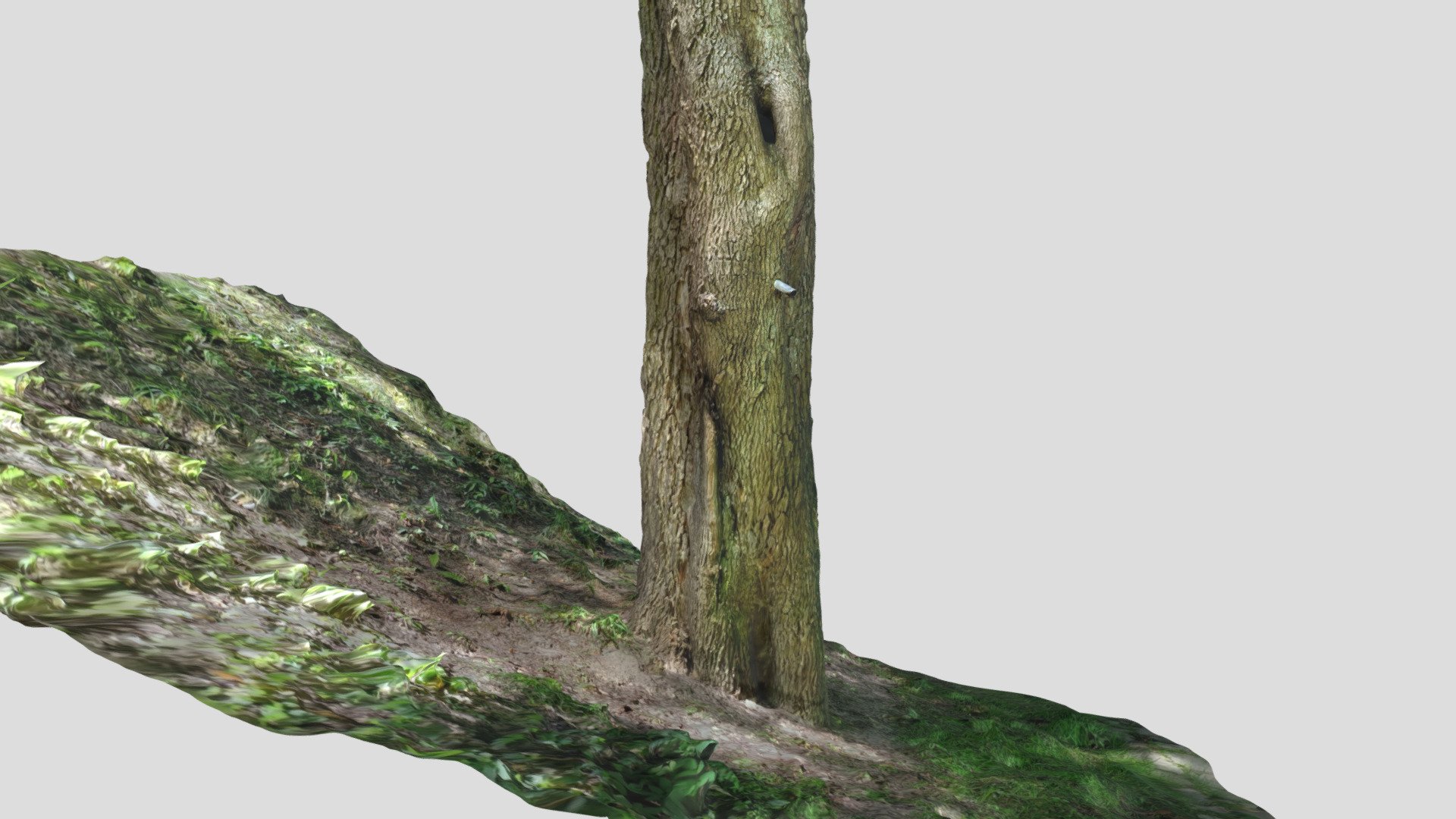 Nature_ Tree-fragments_02_ Koszalin - 3D model by takac.ondrej [f0dafd4 ...