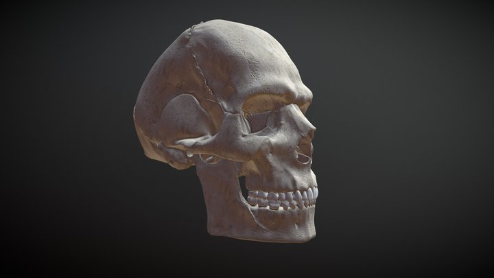 Skull / Craneo 3D Model