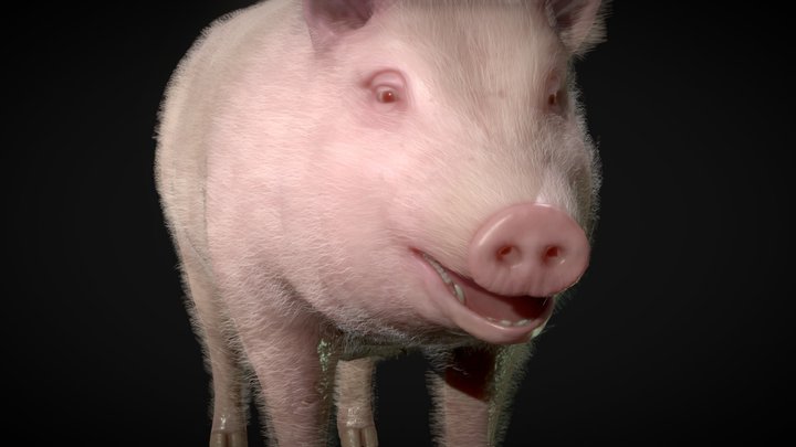 Pig - realistic low poly model 3D Model