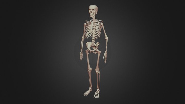 Human Skeleton Download FREE 3D Model