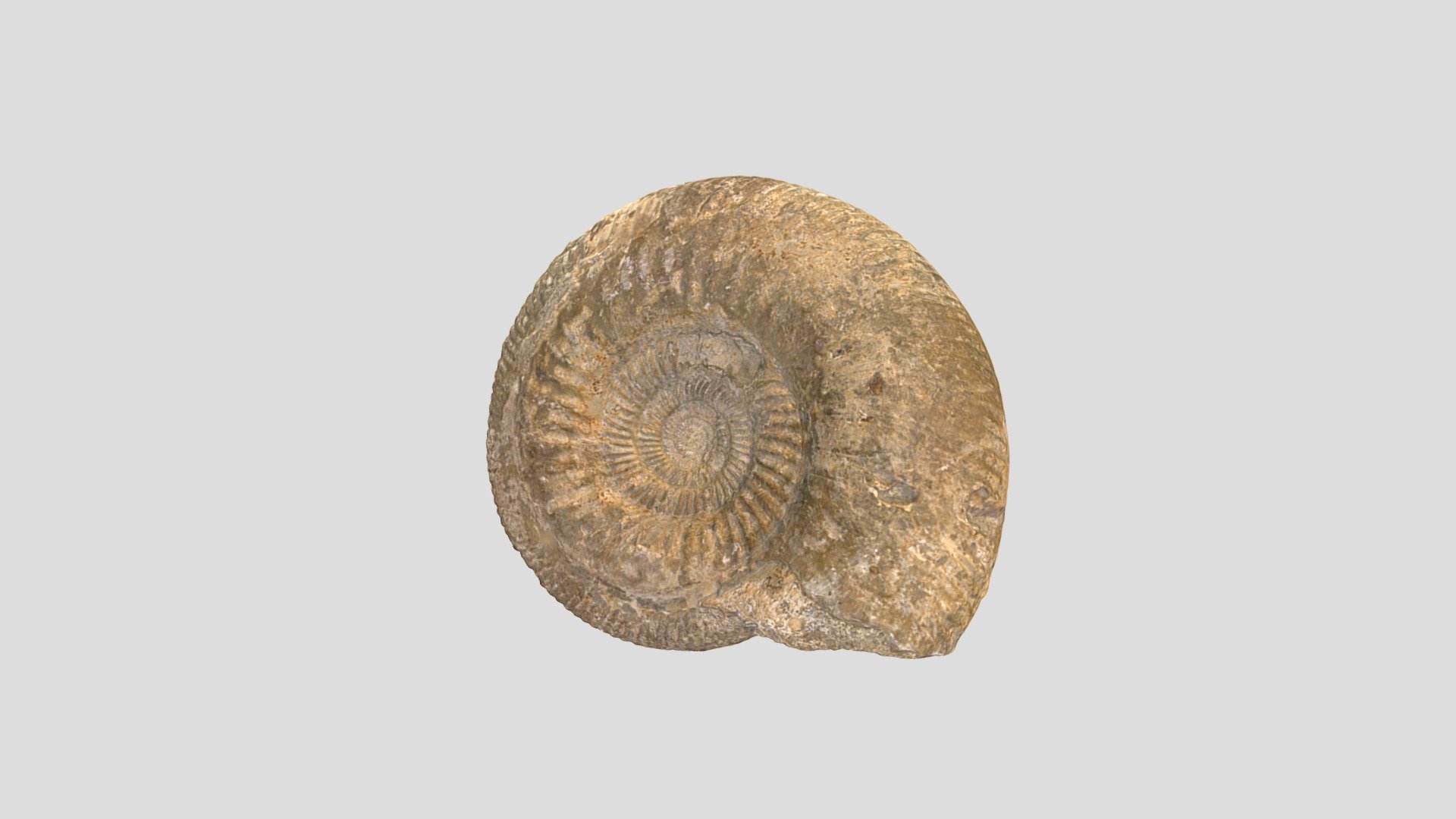 Unknown Fossil