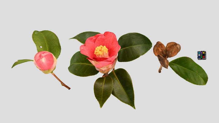 CC0 ヤブツバキ 椿 🌸 Tsubaki, Camellia japonica - Download Free 3D